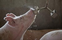 A sow gulped water at Weisheit Brothers Farm near Jasper on Monday morning. Staff photo by Rachel Mummey