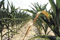 Dry crops due to drought. Staff photo by John P. Cleary
