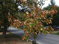 A tree in Bryan Park begins to turn brown during the drought that has parched Indiana, Illinois and other parts of the Midwest. Jeremy Hogan | Herald-Times