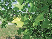 Leaves on a yellow poplar tree begin to turn yellow due to the dry conditions that now encompass most of Indiana. Yellow poplar trees are not very drought-tolerant and forest experts expect some of the yellow poplar trees to die because of the drought. (Courtesy photos / Hoosier National Forest)