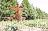 A seedling at Dull&rsquo;s Tree Farm did not make it through the drought this summer, as the older trees in the background came through OK. Staff photo by Sarah Lang