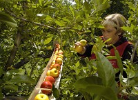 Debbie Eason fills a gutter with apples at County Line Orchard in Hobart, Ind. Wednesday September 5, 2012. A shortage of apples due to difficult weather conditions led the orchard to install gutters in some trees for picking. With a nod toward the humor of the arrangement, the "It's Raining Apples" theme is also used as a teaching point for school groups about how weather affects the growing season. | Stephanie Dowell~Sun-Times Medi