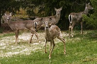 Deer gaze at a photographer while grazing in a yard of an eastside Bloomington neighborhood in this file photo. David Snodgress | Herald-Times