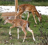 Deer graze in a yard along Hillside Drive in 2010. David Snodgress | Herald-Times