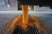 Wet corn is dumped to be dried Tuesday at the Hagerstown Ag Center, 4379 Jacksonburg Road. / Joshua Smith / Palladium-Item