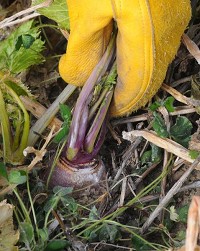 Covering up: Turnips and radishes make up part of the cover crop Roger Sturgeon is experimenting with this winter. The Vigo County farmer has about 125 acres covered up with the root vegetables mixed in with clover. Staff photo by Jim Avelis