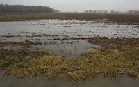 Water stands in a corn field Wednesday, February 27, 2013, near Lafayette after yesterday's rain, ice and sleet. Staff photo by Michael Heinz