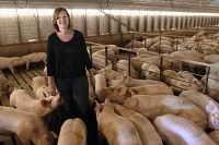 Hog Prices: Chris York finds herself surrounded by some of the hogs she and her husband, Chris, raise on Riverbend Farm in Wabash County. On the farm's three sites, the Yorks raise approximately 25,000 hogs a year. Staff photo by Jeff Morehead