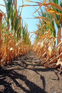 Drying out: Corn in a southern Vigo County field is shown drying out from the bottom up last summer. (Tribune-Star/Jim Avelis)