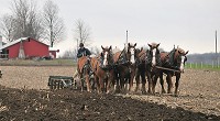 An Amish farmer in LaGrange County uses draft horses to plow his field. Staff photo by Patrick Redmond