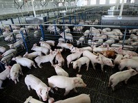 Maxwell Farms' Unionport Nursery in Randolph County houses about 19,000 piglets, 40 to a pen. The piglets are kept for six weeks before being shipped to contract farms where they are fattened for market. Star Press file photo