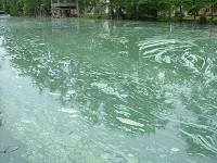 Blue-green algae blooms such as this one at Grand Lake St. Mary&rsquo;s in Mercer County, Ohio, can be harmful to those who come in contact with them. Photo supplied by the Ohio Department of Natural Resources