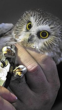 A Saw-Whet Owl is banded as part of an eight-year project to track the birds' migration patterns. (Mark Davis / Post-Tribune)