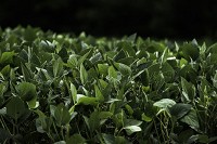Tariffs are also a concern for smaller operations like Konkle's Farm, who grows soy beans and corn on his land in addition to raising cattle. Konkle said the farm broke even for the past 5 years with soybean sales because of a drop in pricing, but added tariffs will prevent the Konkle's from being able to break even. Staff photo by Tayler Stewart