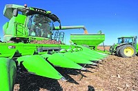 Some experts predict more farmers will abandon crop rotation and plant a consecutive season of corn instead of switching to soybeans. Staff photo