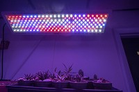 Lush Lighting has a grow room on site showing some of the lighting options on Friday in Niles. Staff photo by Santiago Flores