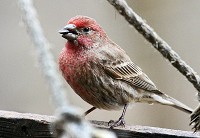 A finch on one of the feeders at Mounds State Park. Finch are among the migratory birds that can miss out on crucial food and mating opportunities when spring begins before they return to Indiana. Photo by Jerry Byard