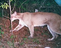 This photograph of a mountain lion was taken by an Indiana Department of Natural Resources motion-sensitive camera in Greene County on May 1, 2010. (Courtesy photo / DNR)