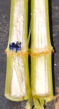 BEDFORD &mdash; The midnight blue color confirms high nitrate levels in the corn stalk.