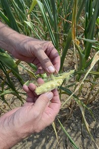 Tribune-Star File/Jim Avelis Nothing there: In a scene from last summer, Vigo County farmer Phil Carter displays an ear of corn that didn't pollinate