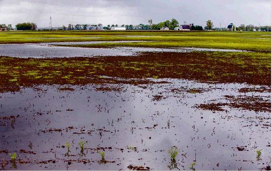 Recent rainfall has left large areas of farmland under water near Osborne Trail on the St. Joseph County-LaPorte County line. Staff photo by Robert Franklin