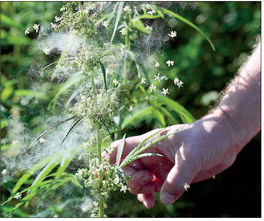 HEMP IS LAUDED by advocates for its economic and environmental benefits. Gov. Eric Holcomb recently signed a bill to legalize the growing of hemp in Indiana. Photo by Tom Campbell | Purdue Agricultural Communications