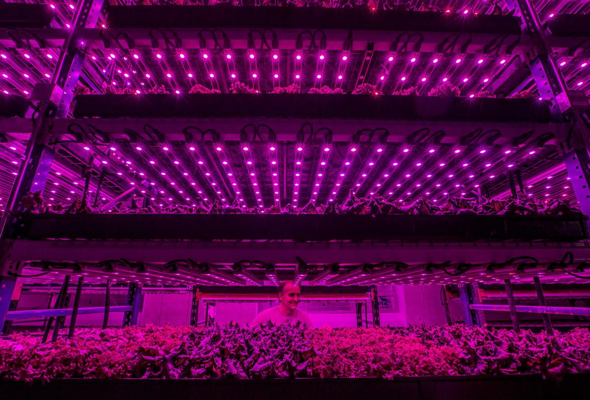 Milan Kluko, who has been growing produce for area restaurants and grocery stores in an old factory in New Buffalo, hopes to expand into the hemp business. Staff photo by Robert Franklin