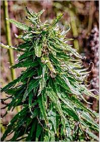 This is hemp Indiana farmer Mark Boyer grew last year. It was used to produce oil. Photo Provided/Hoosier Healthy Oil
 