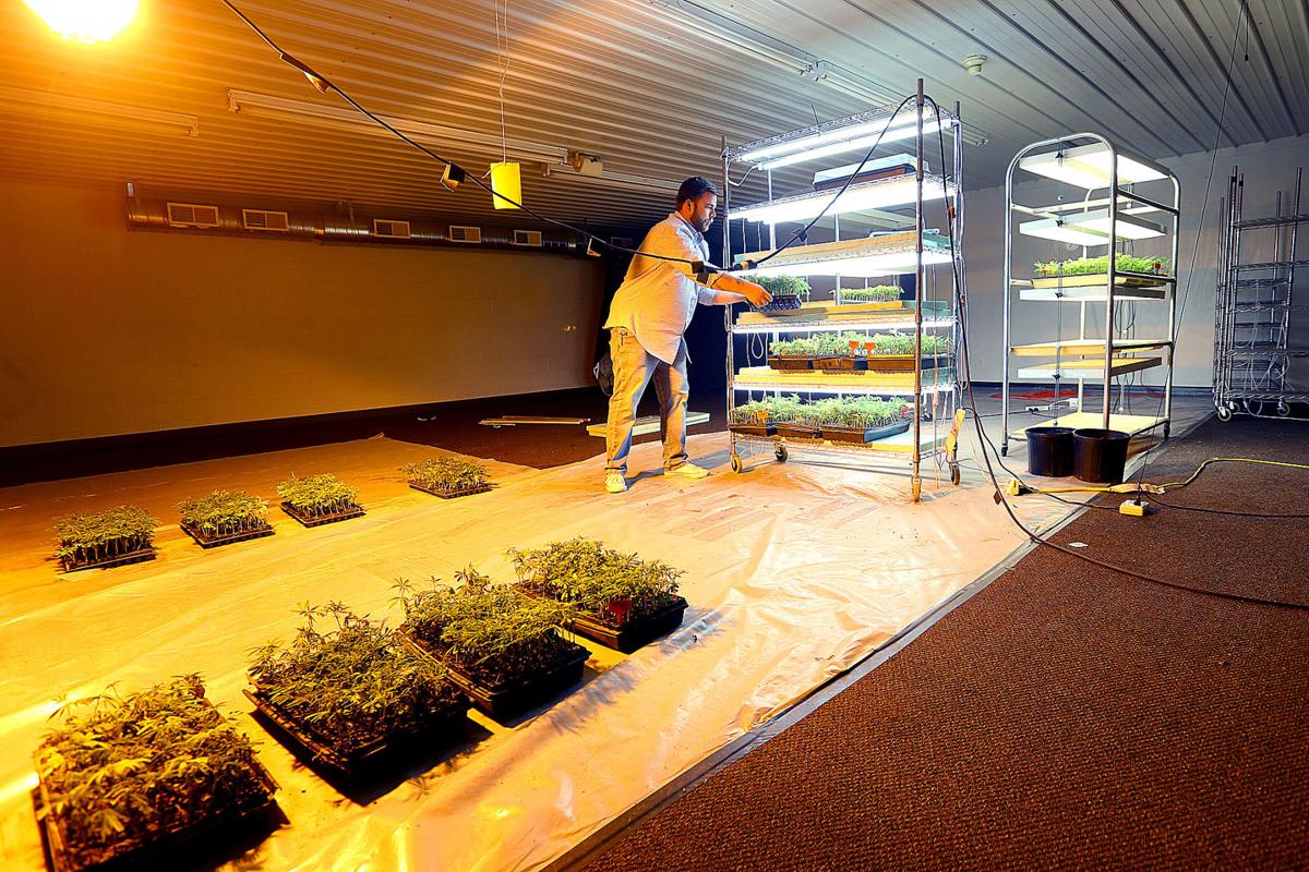 ONLY THE BEST OF THE BEST: Austin Rhodus places plants that did not make the planting standards onto racks for disposal. Rhodus

has has bought a facility in Russiaville to grow hemp. He hopes to turn the facility into an all-things-hemp hub designed to help area farmers with growing the crop. Photo by Tim Bath | Kokomo Tribune