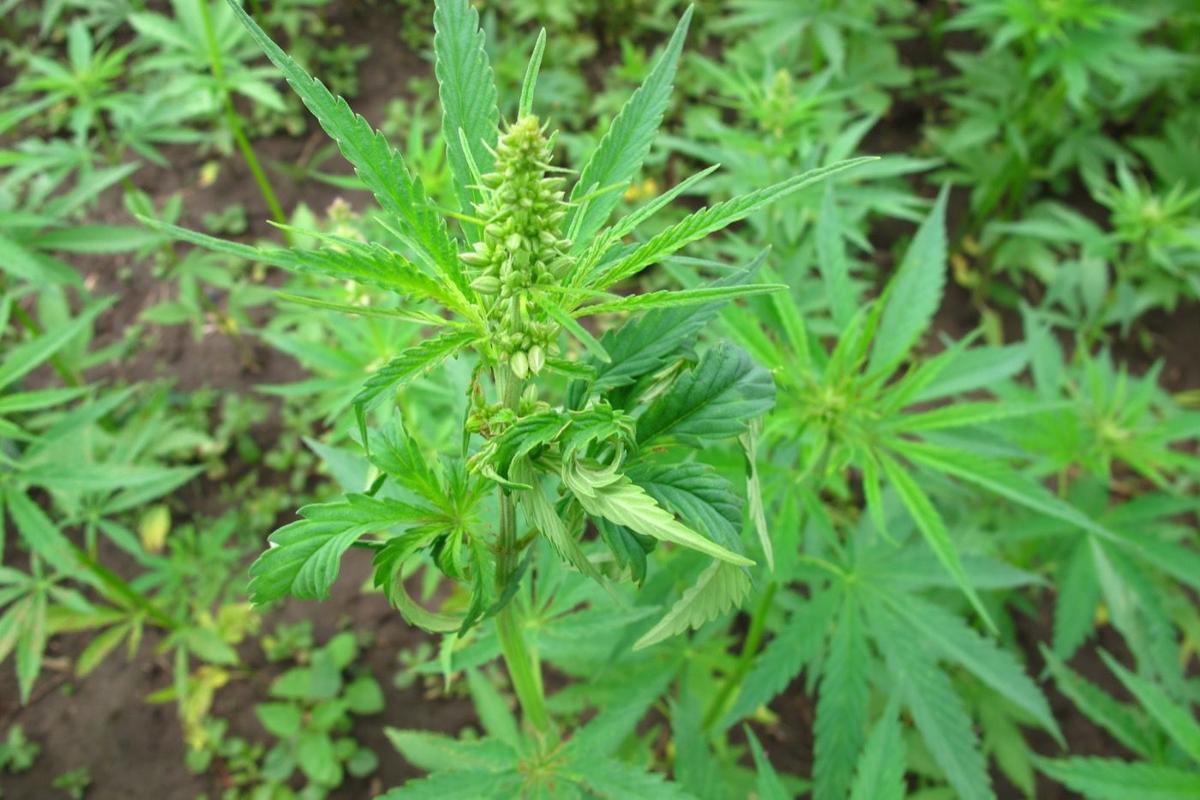 Hemp plant: Closeup of the green medical cannabis plant. Hemp and marijuana look very similar, but hemp has very low levels of THC, the compound that makes users feel high.