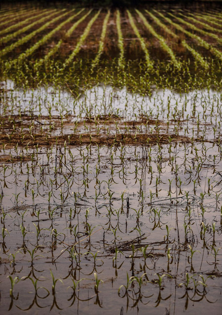 Seedlings poke out of flood waters in a field along Bottom Road Wednesday in northern Monroe County. Staff photo by Rich Janzaruk