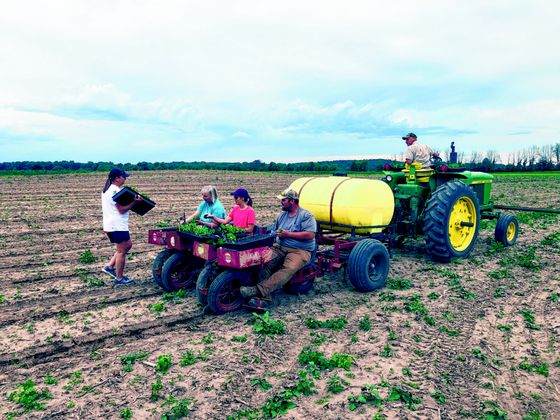 Brian Thompson waits for a crew to load a planter of hemp plants before returning to the field. From left, Billie Trimpe, Susan Trimpe, Kayla Trimpe and Clint Blish are pictured loading the planter. Submitted photo