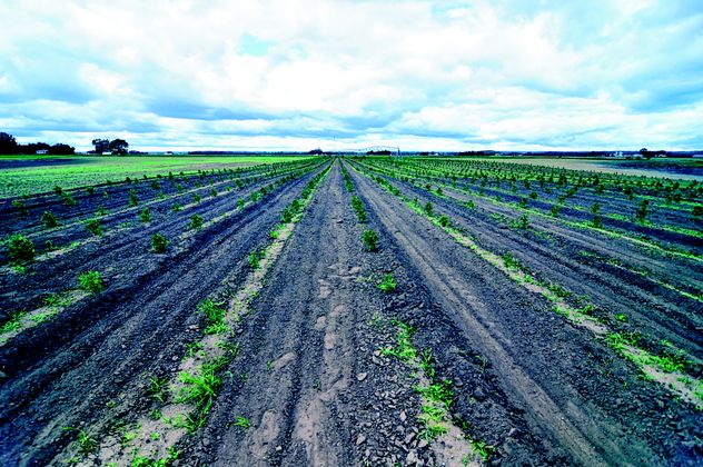 A field of hemp is shown growing at the Adams Myers farm.