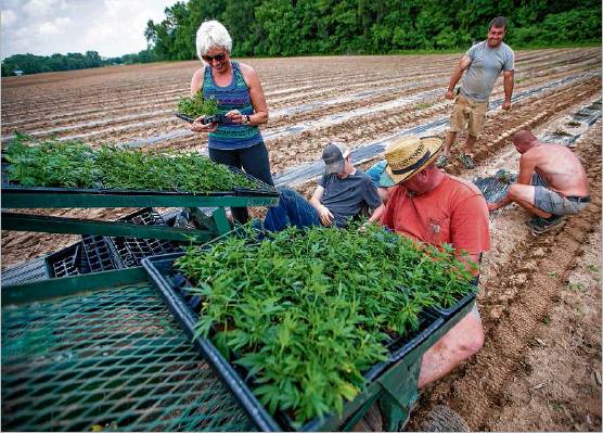 Workers put hemp plants in the ground alongside of Shawn Harris June 18 at a farm in Warsaw. Staff photo by Michael Caterina