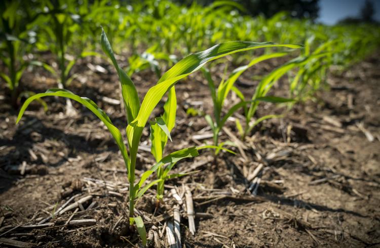 A corn plant growing Tuesday in a field along South Strain Ridge Road is only about 10-11 inches tall. (Rich Janzaruk / Herald-Times)