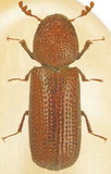 The lesser grain borer has a cylindrical body and is known to leave a powdery residue in and around infested grains. Provided image