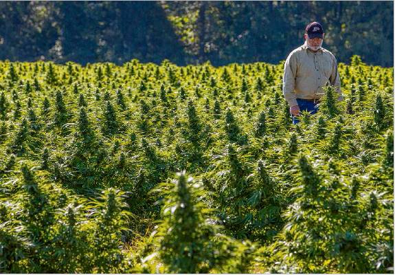Bob Yoder, a Purdue Extension educator for Marshall County, inspects hemp plants at a farm in Warsaw. These plants have been cultivated for their CBD content. Staff photo by Robert Franklin
