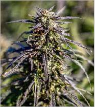 This is a hemp plant that has been grown for its CBD content.