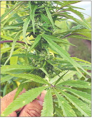 Indiana Senate Bill 516, signed into law by Gov. Eric Holcomb in May, established the Indiana Hemp Advisory Committee to provide advice to the office of the state seed commissioner regarding Indiana’s hemp laws. Submitted photo