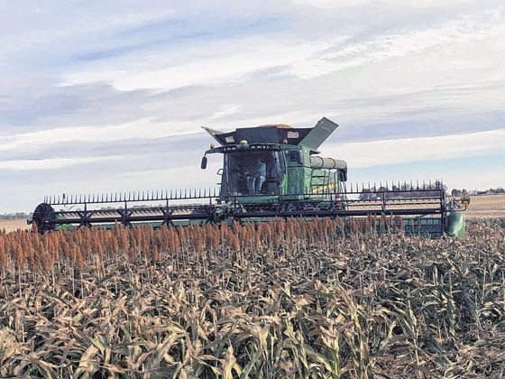 Brian Thompson harvests grain sorghum with a combine in a Jackson County field off Indiana 11. Staff photo by Jordan Richart