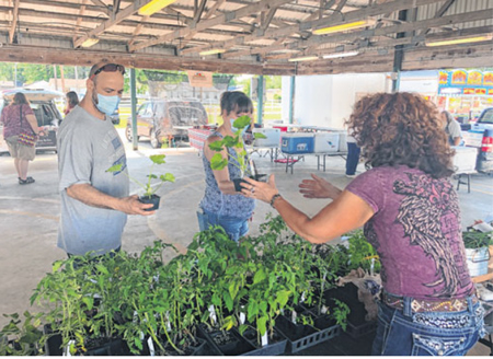 Courtney and Kelly Smith of Greenfield peruse the rows of plants offered by Shelli Abbott of Abbott's Garlic and Poultry in Albany at the farmer's market at the fairgrounds in Greenfield on Saturday. Staff photo by Shelley Swift