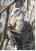 Jerry Byard photographed this barred owl while hiking at Mounds State Park. 