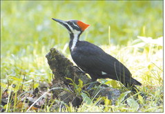 Jerry Byard photographed this pileated woodpecker at Mounds State Park. Byard has photographed five different species of woodpeckers at the park.