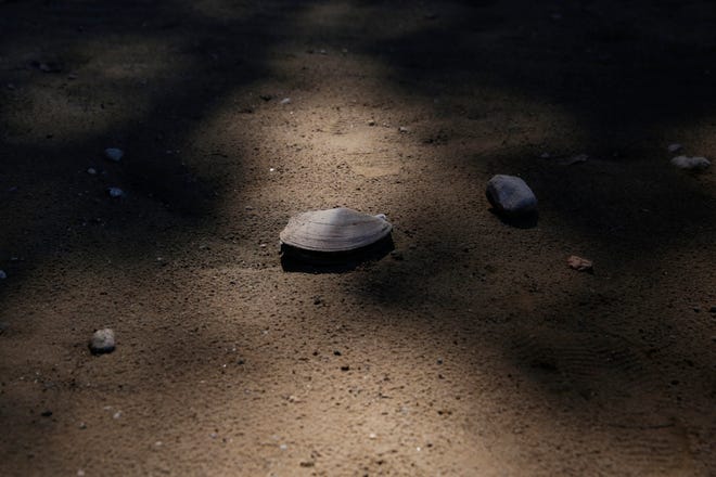 A freshwater mussel is stranded on dry land due to low water levels on the Tippecanoe River, Friday, Sept. 4, 2020 in Monticello. Nikos Frazier | Journal & Courier