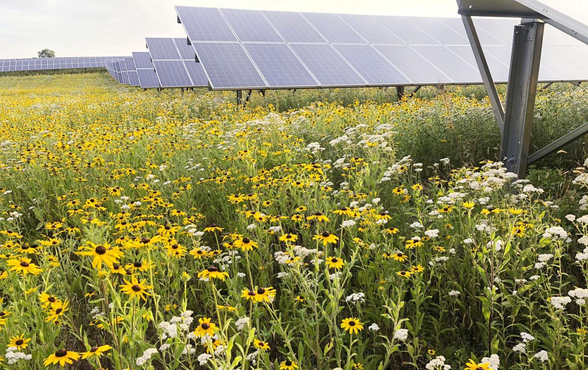 Wildflowers surround a solar array. Covering the ground under and around solar arrays with native grasses and wildflowers reduces stormwater runoff, improves the soil and provided forage for pollinators. Photo by Rob Davis, Center for Pollinators in Energy