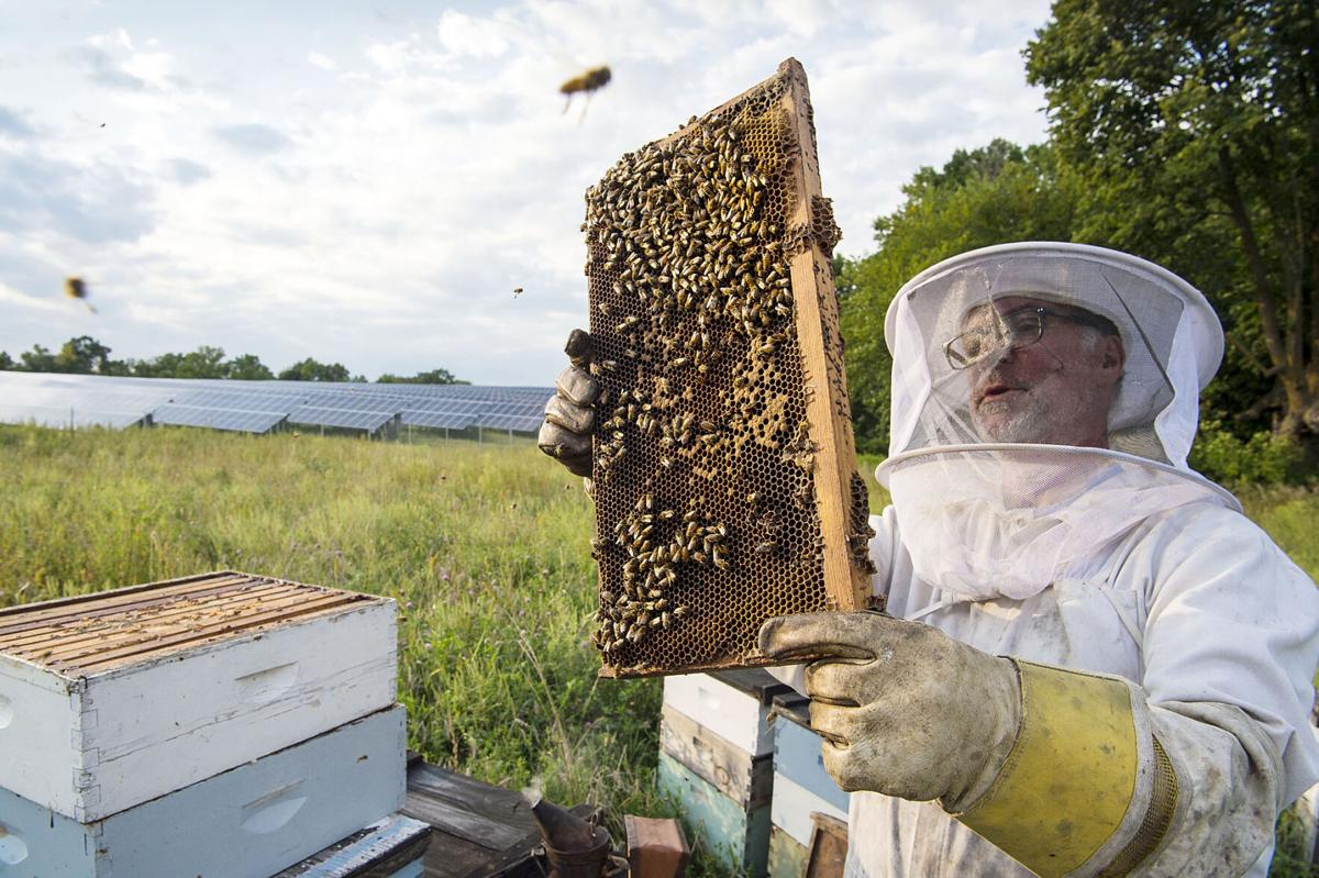 Bee keeper Jim Degiovanni inspects 'BareHoney' hives outside IMS Solar, a pollinator-friendly solar array site in St. Joseph, Minn., in this 2018 photo. Photo by Dennis Schroeder, NREL