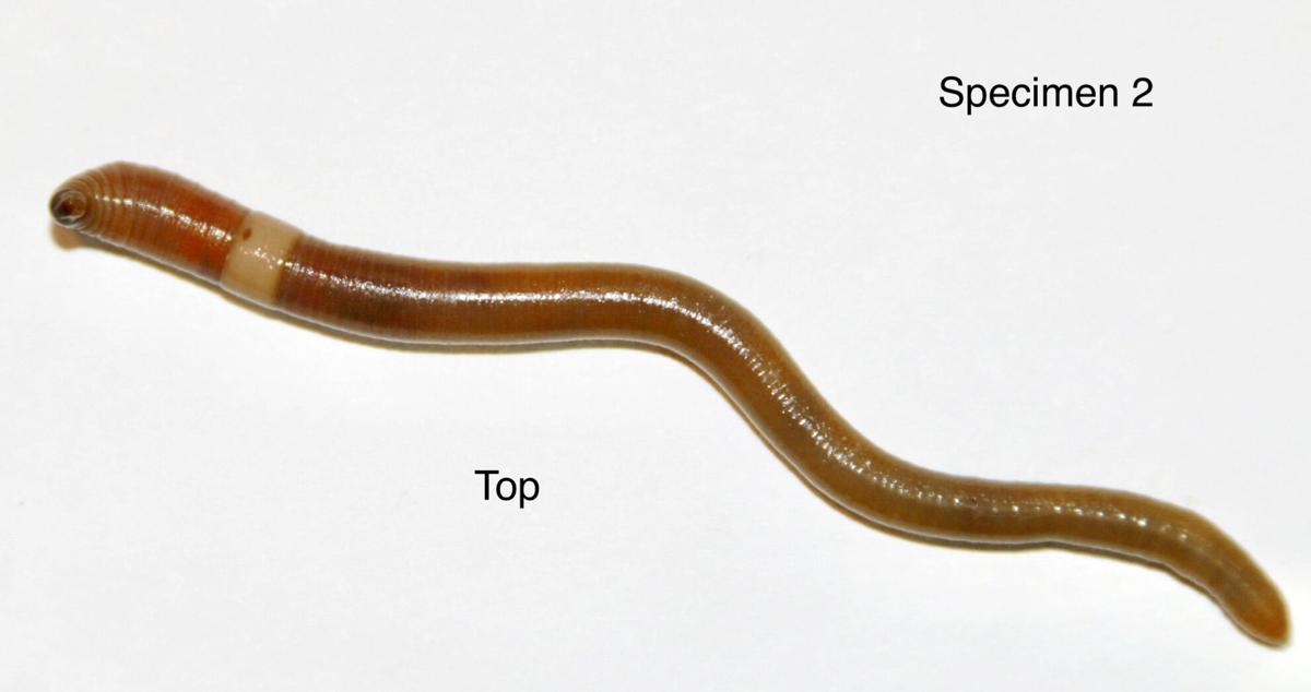 Asian jumping worms can be identified by the white clitellum that circles their whole body and by the way they thrash around when disturbed. Photo by Larry Bledsoe | Purdue Entomology Dept.