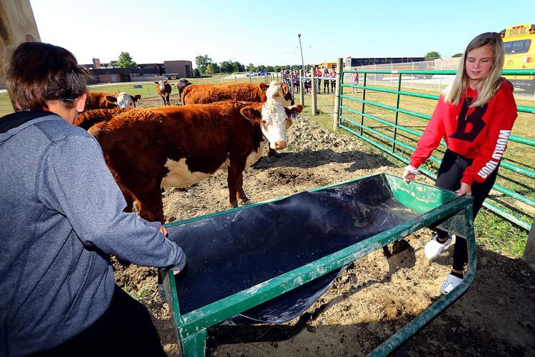 Maconaquah Middle school students in John Sinnamon's class work with the cattle behind the school on Aug. 5, 2019. These cows along with 10 others will become their lunches in the future. Natalie Wiggs and Riley Bucher move a food trough so they can feed the animals. Staff photo by Tim Bath | Kokomo Tribune
