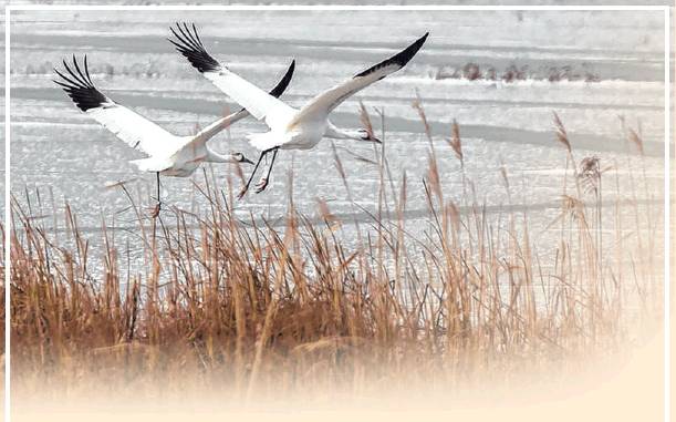 Two whooping cranes take off over the wetlands at Goose Pond Fish and Wildlife Area in Greene County in December 2018. Adult whooping cranes are white with black-tipped wings with a red patch on the top of their heads. (Jeremy Hogan / Herald-Times)