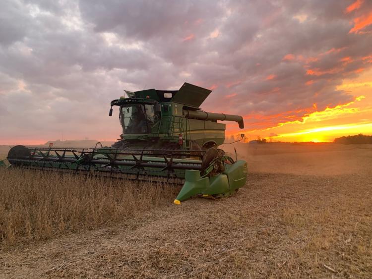 The autumn sun illuminates a combine in a soybean field harvested by Stoy Farms of Ashley. Photo contributed by Megan Stoy